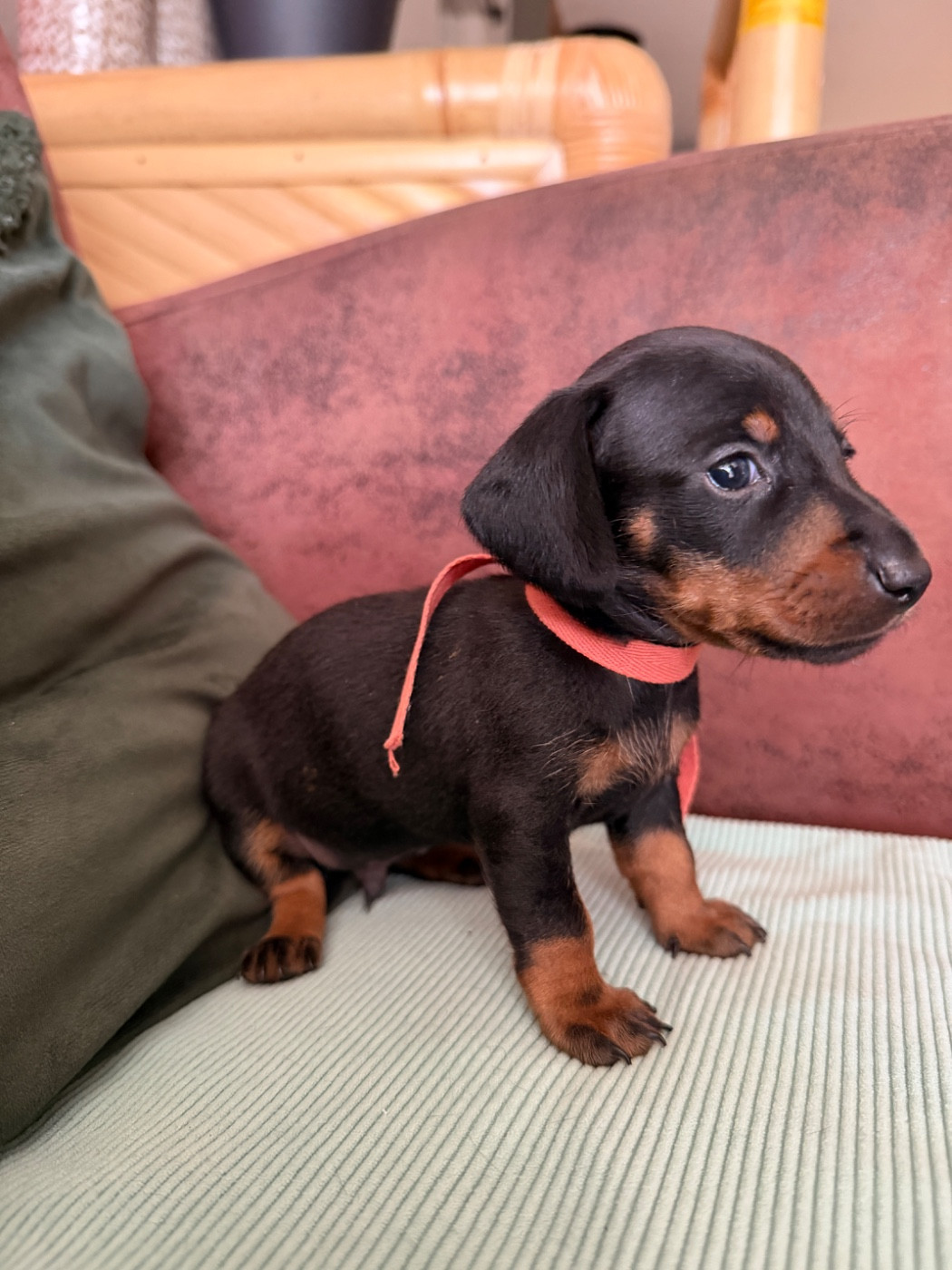 De La Cour De Mimali - Chiots disponibles - Teckel poil ras