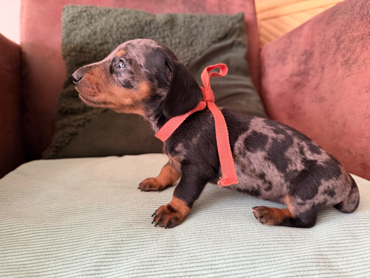 De La Cour De Mimali - Chiots disponibles - Teckel poil ras
