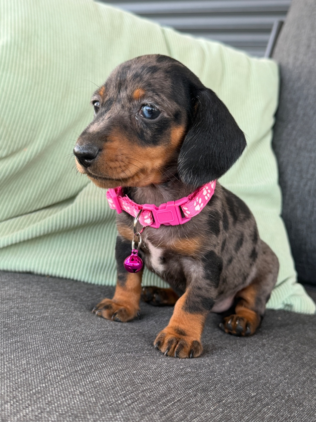 De La Cour De Mimali - Chiots disponibles - Teckel poil ras