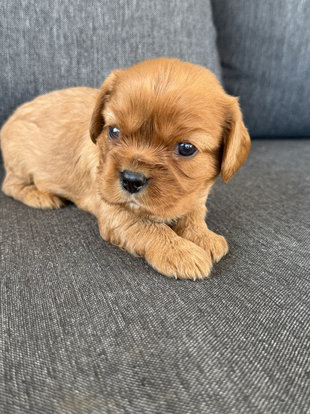 De La Cour De Mimali - Chiots disponibles - Cavalier King Charles Spaniel