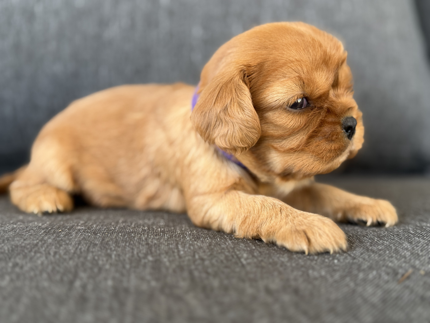 De La Cour De Mimali - Chiots disponibles - Cavalier King Charles Spaniel