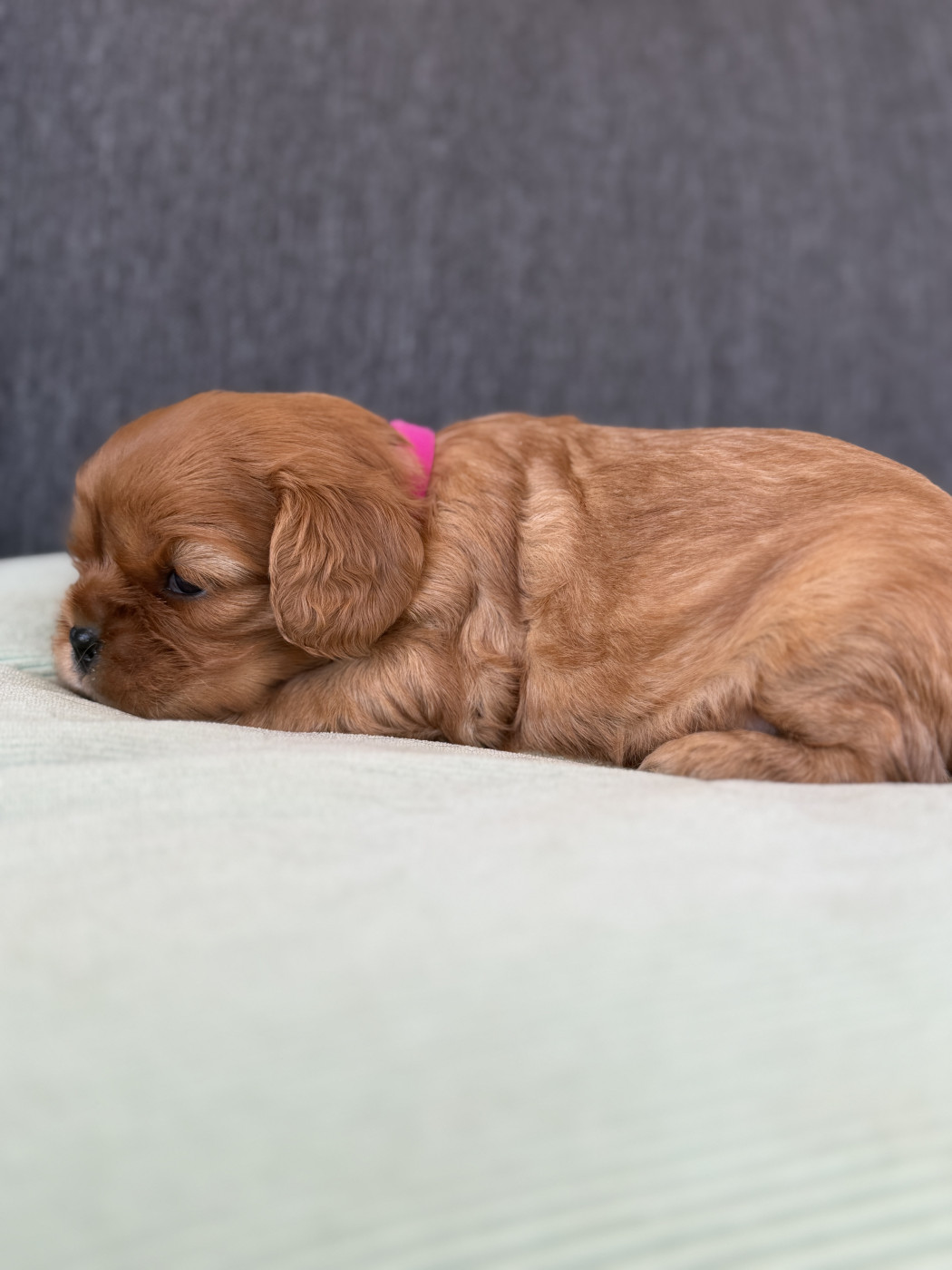 De La Cour De Mimali - Chiots disponibles - Cavalier King Charles Spaniel