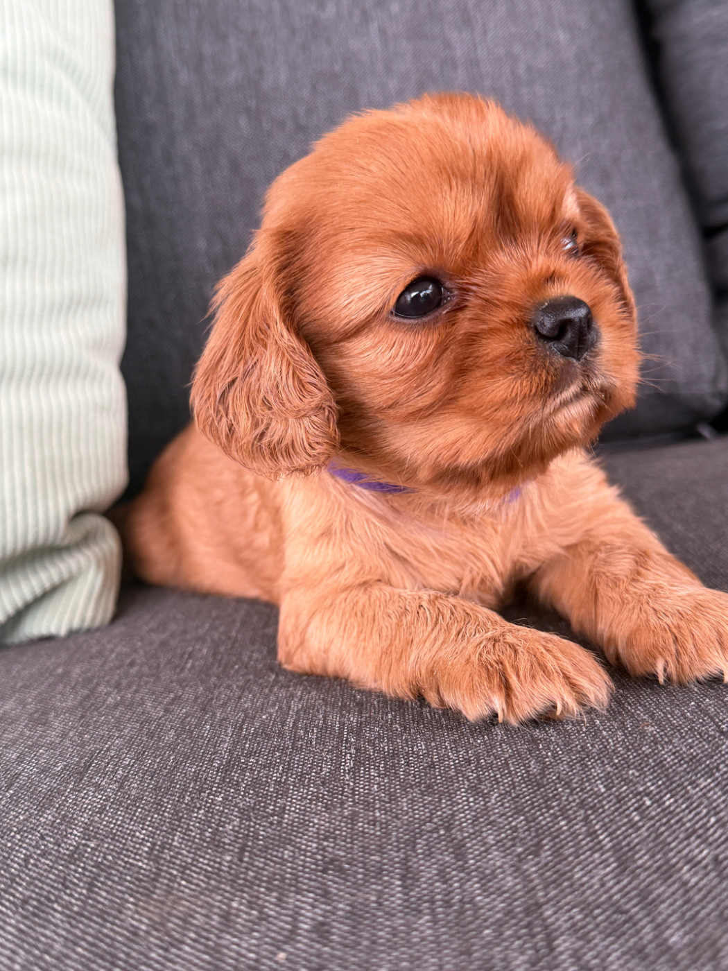 De La Cour De Mimali - Chiots disponibles - Cavalier King Charles Spaniel