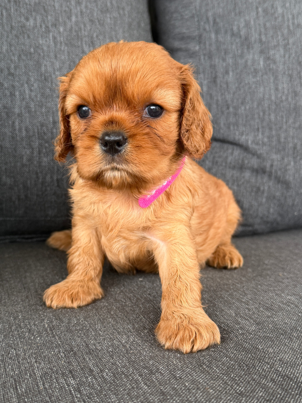 De La Cour De Mimali - Chiots disponibles - Cavalier King Charles Spaniel