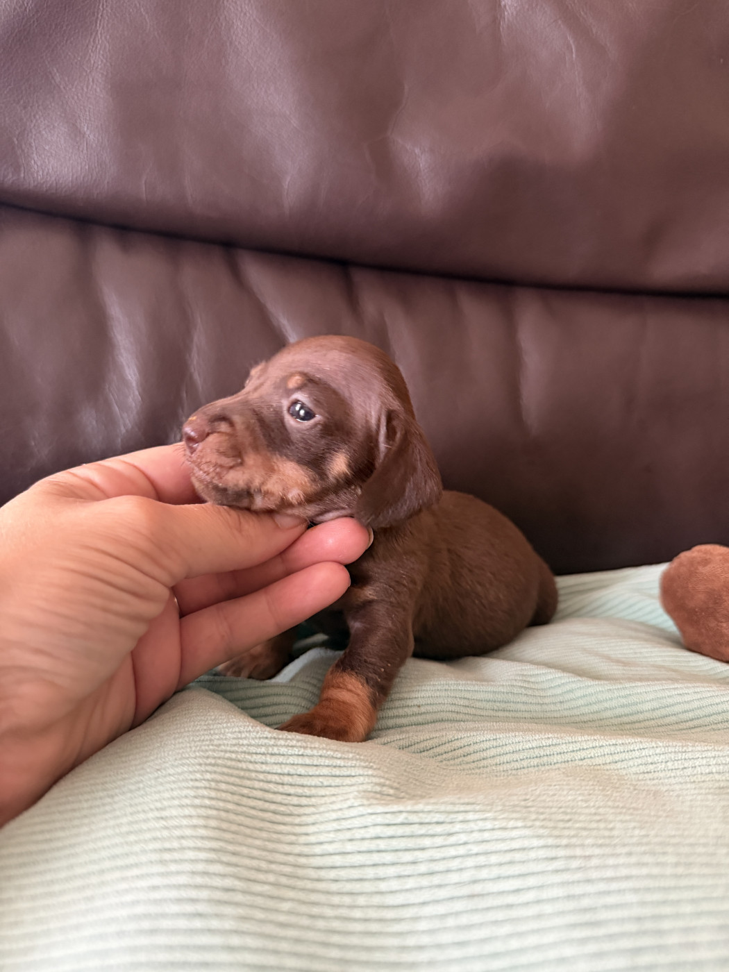 De La Cour De Mimali - Chiots disponibles - Teckel poil ras