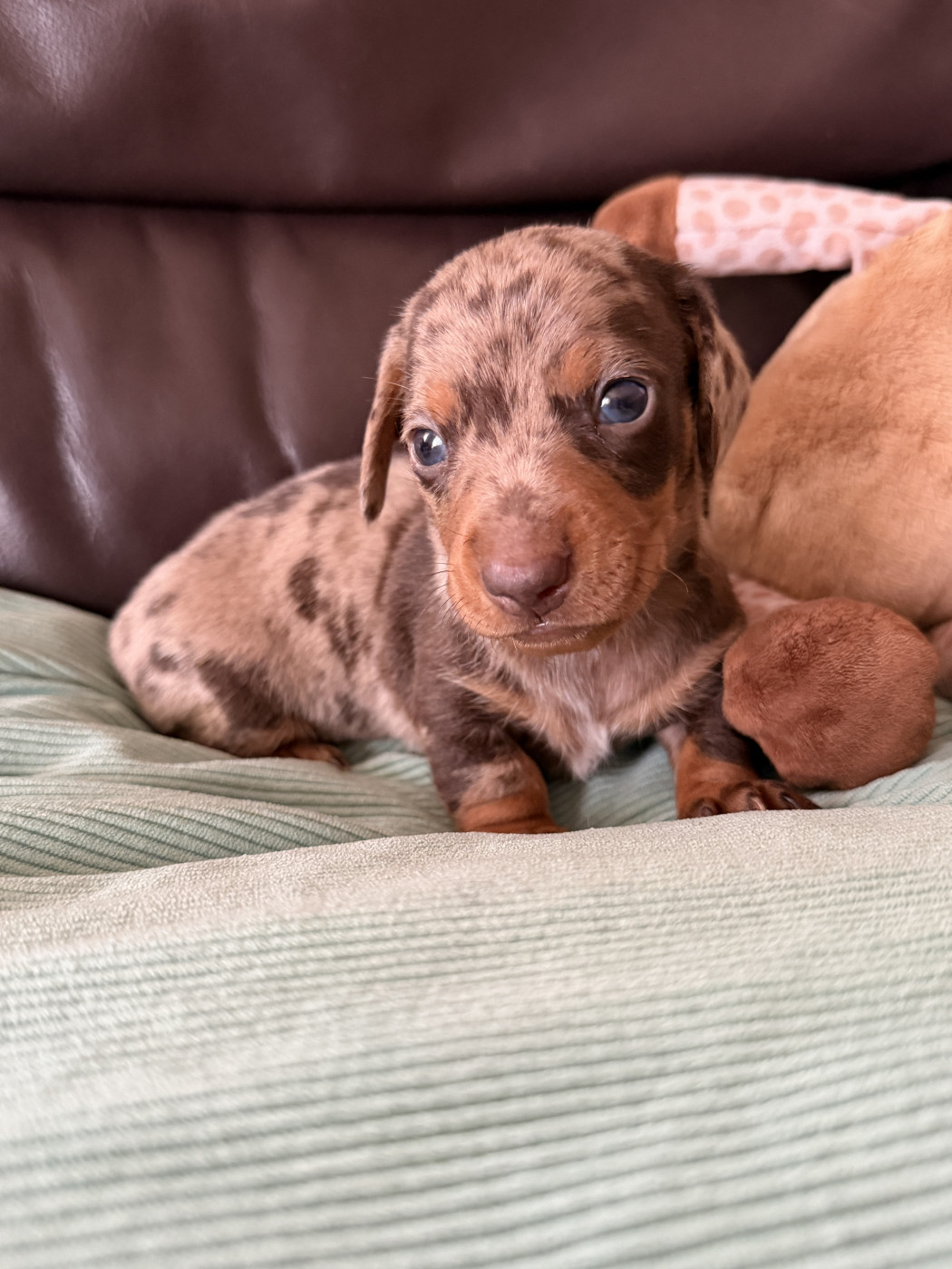 De La Cour De Mimali - Chiots disponibles - Teckel poil ras