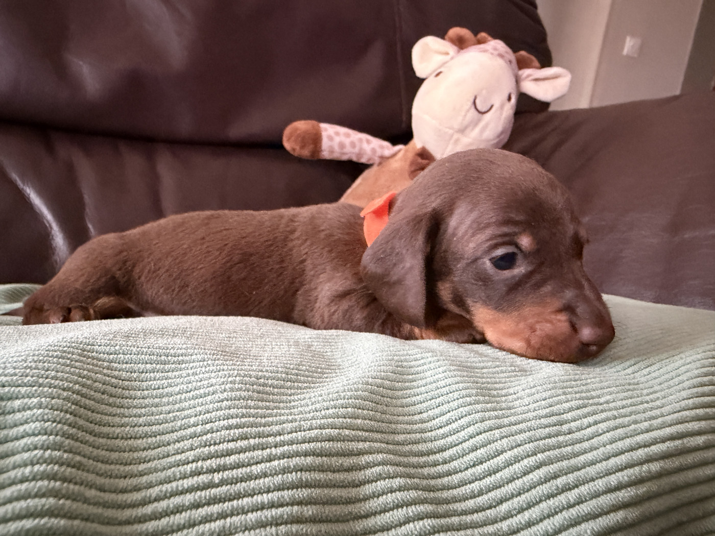 De La Cour De Mimali - Chiots disponibles - Teckel poil ras