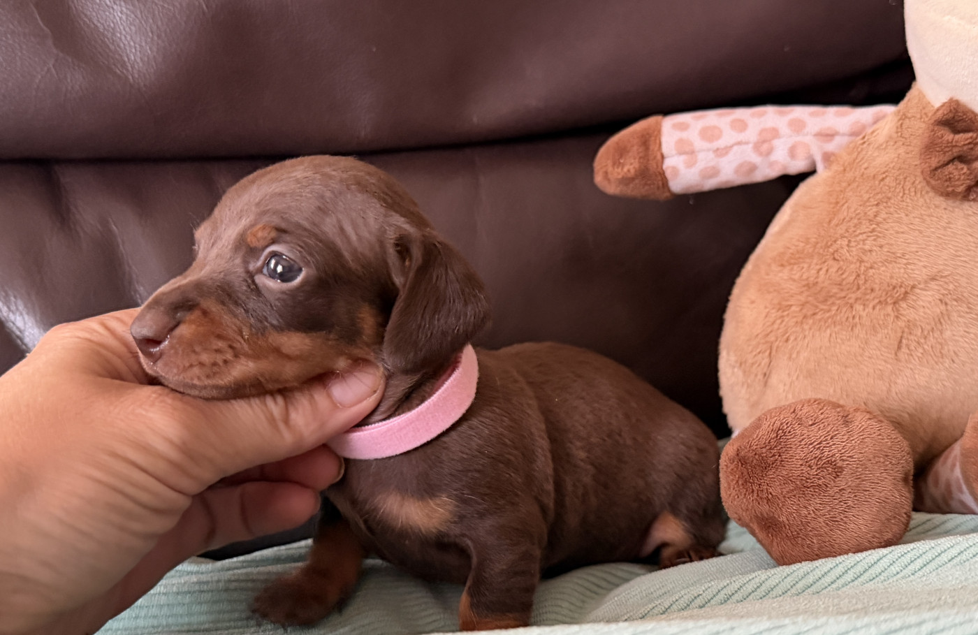De La Cour De Mimali - Chiots disponibles - Teckel poil ras