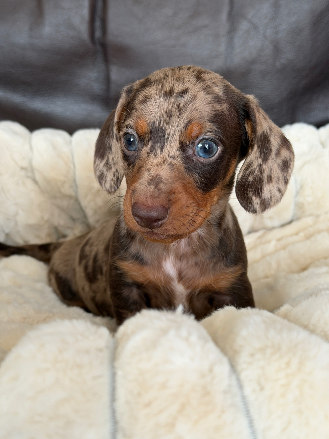De La Cour De Mimali - Chiots disponibles - Teckel poil ras