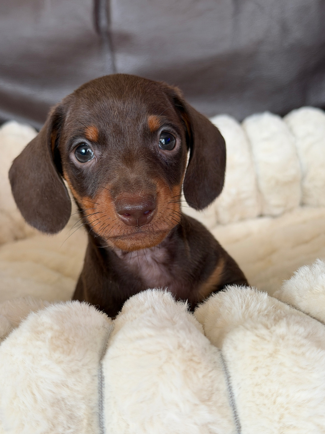 De La Cour De Mimali - Chiots disponibles - Teckel poil ras