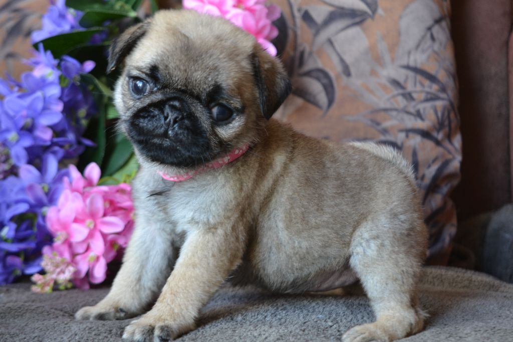 De La Cour De Mimali - Chiots disponibles - Carlin