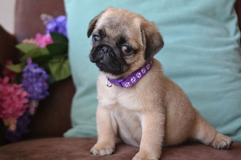 De La Cour De Mimali - Chiots disponibles - Carlin