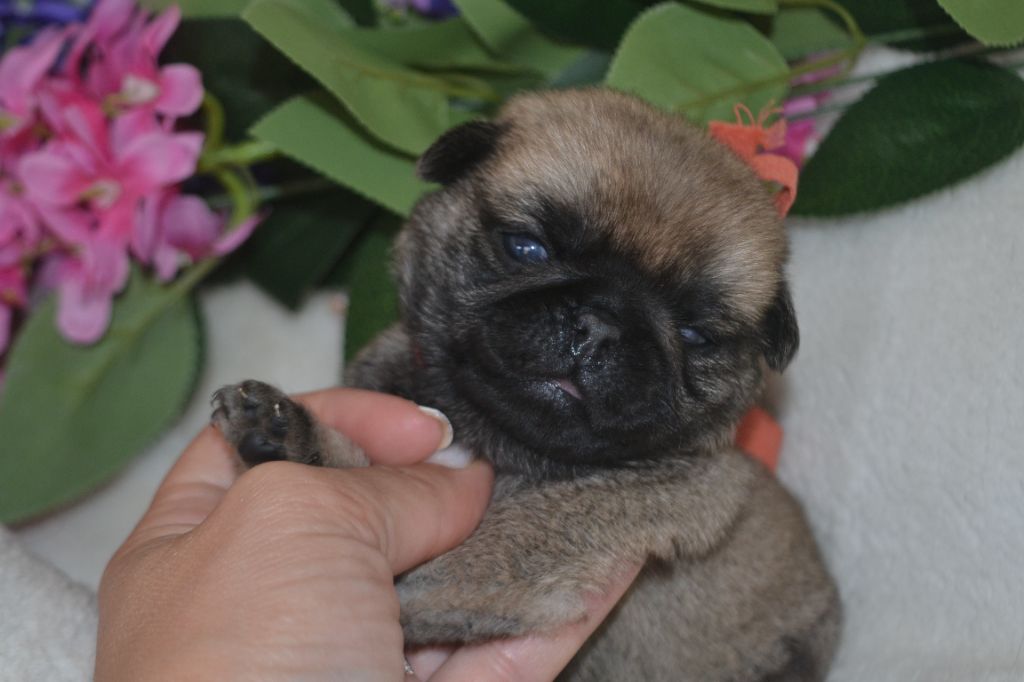De La Cour De Mimali - Chiots disponibles - Carlin