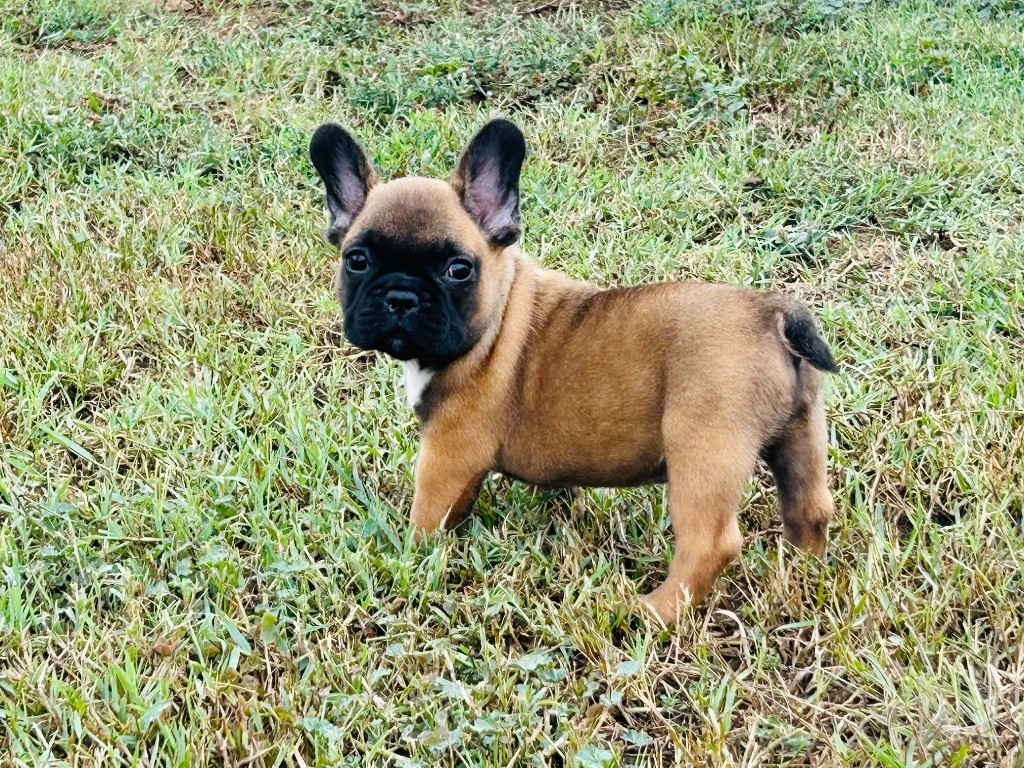 De La Cour De Mimali - Chiots disponibles - Bouledogue français