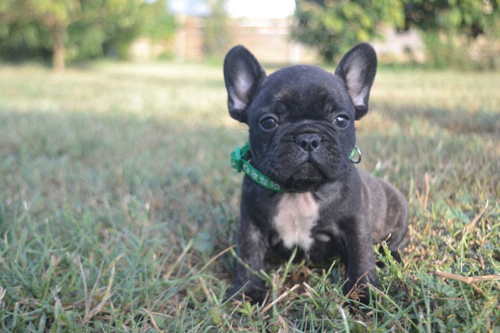 De La Cour De Mimali - Chiots disponibles - Bouledogue français