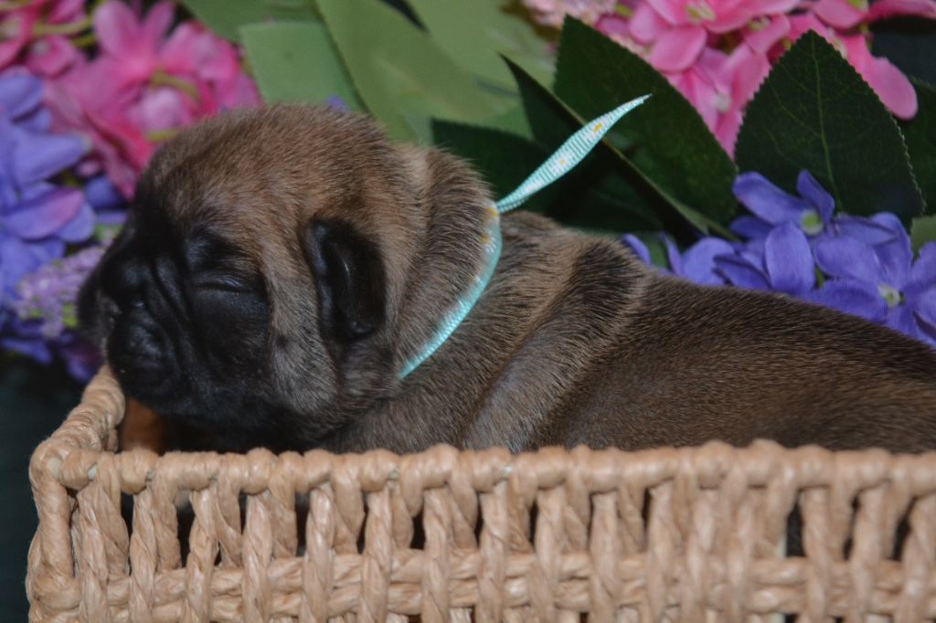 De La Cour De Mimali - Chiots disponibles - Bouledogue français