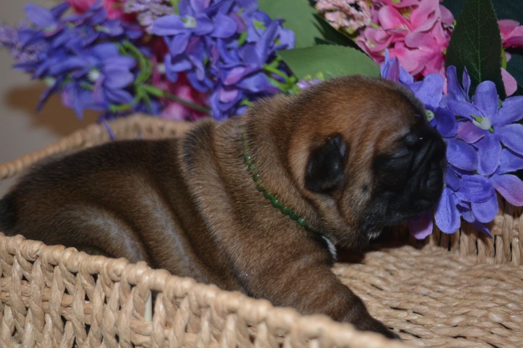 De La Cour De Mimali - Chiots disponibles - Bouledogue français