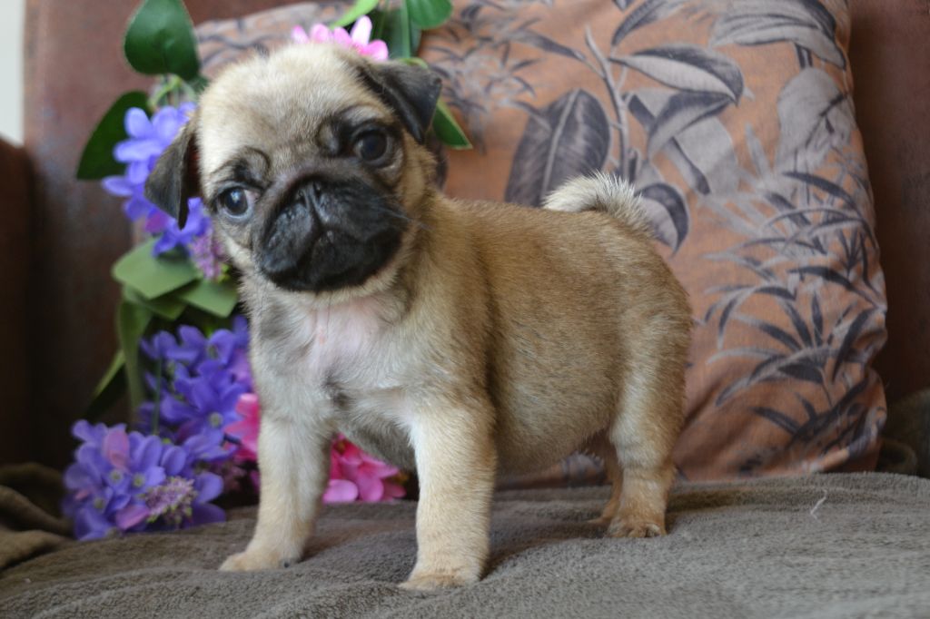 De La Cour De Mimali - Chiots disponibles - Carlin