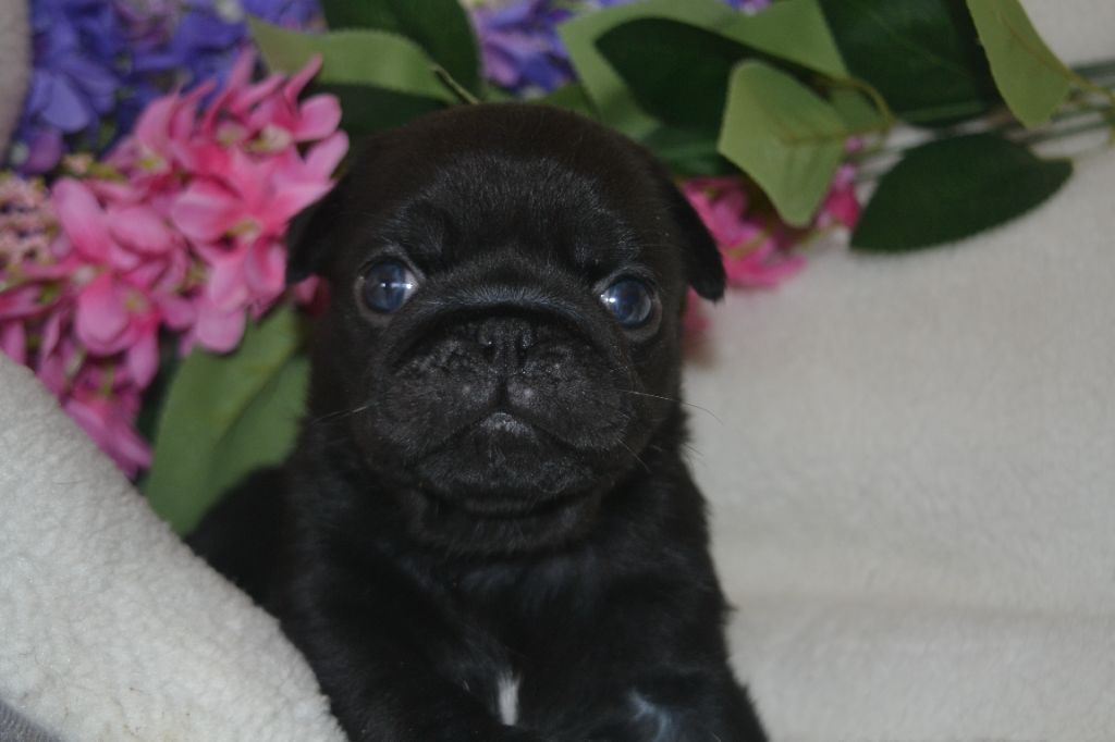 De La Cour De Mimali - Chiots disponibles - Carlin