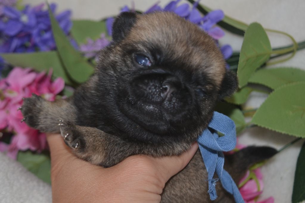 De La Cour De Mimali - Chiots disponibles - Carlin