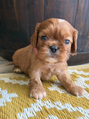 Bijou