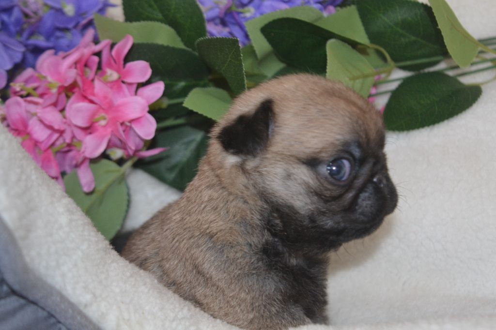 De La Cour De Mimali - Chiots disponibles - Carlin