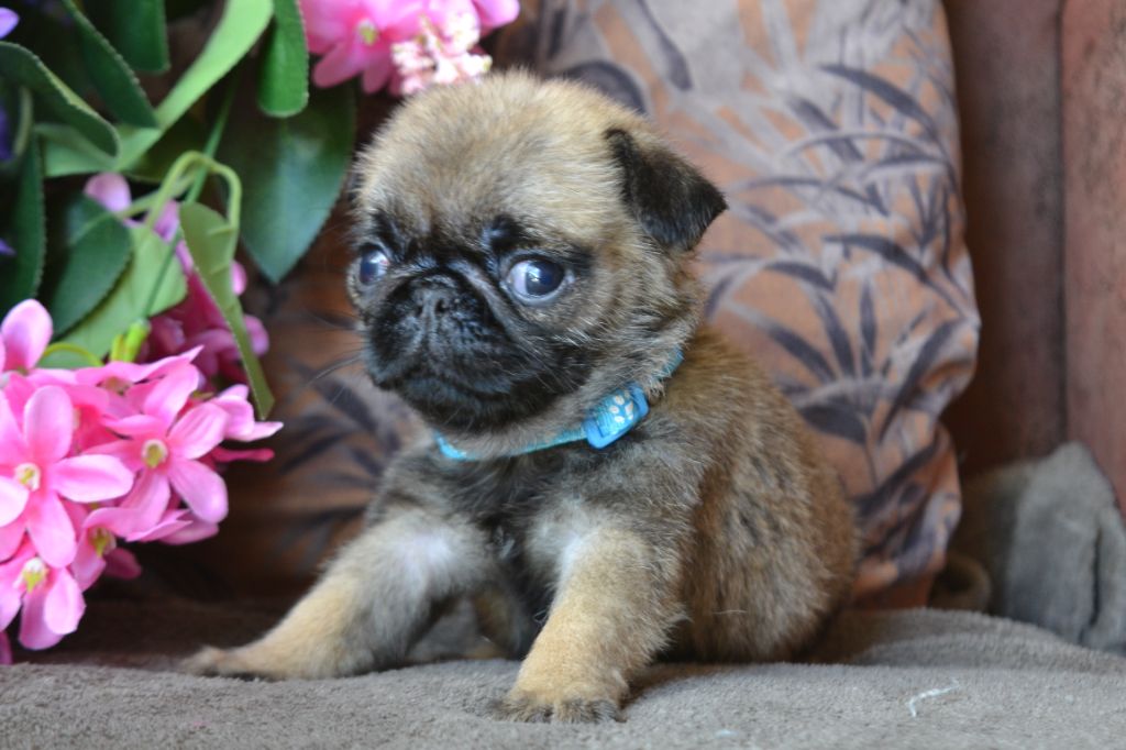 De La Cour De Mimali - Chiots disponibles - Carlin