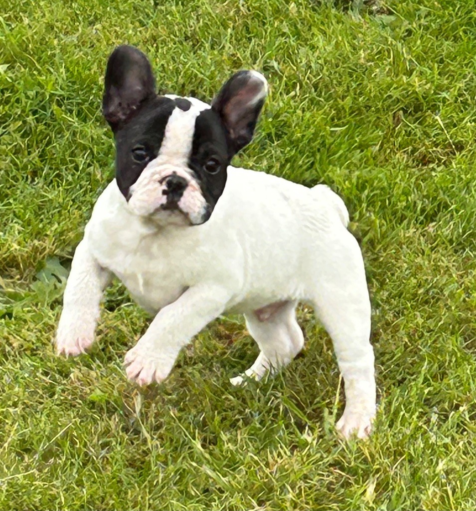 De La Cour De Mimali - Chiots disponibles - Bouledogue français