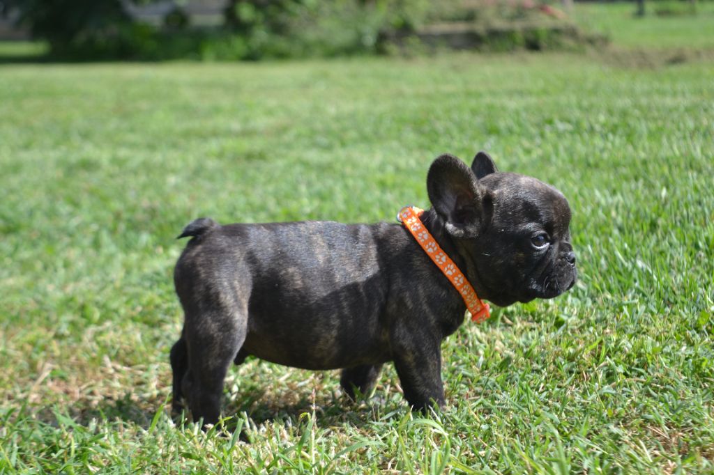 De La Cour De Mimali - Chiots disponibles - Bouledogue français