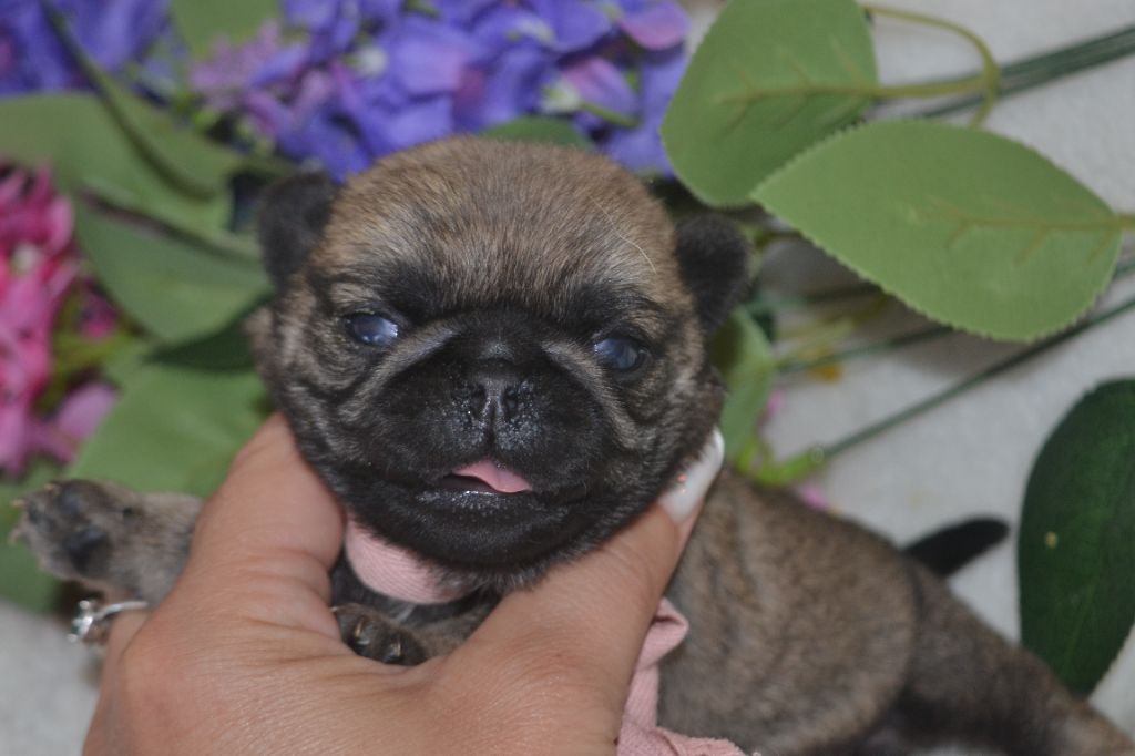 De La Cour De Mimali - Chiots disponibles - Carlin