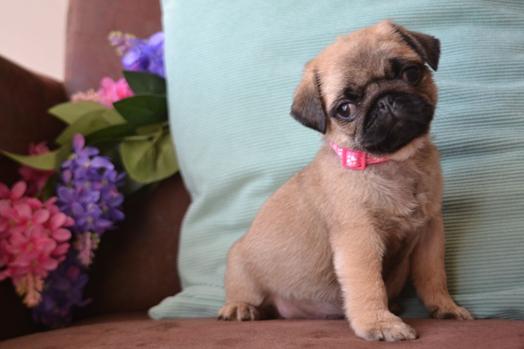 De La Cour De Mimali - Chiots disponibles - Carlin