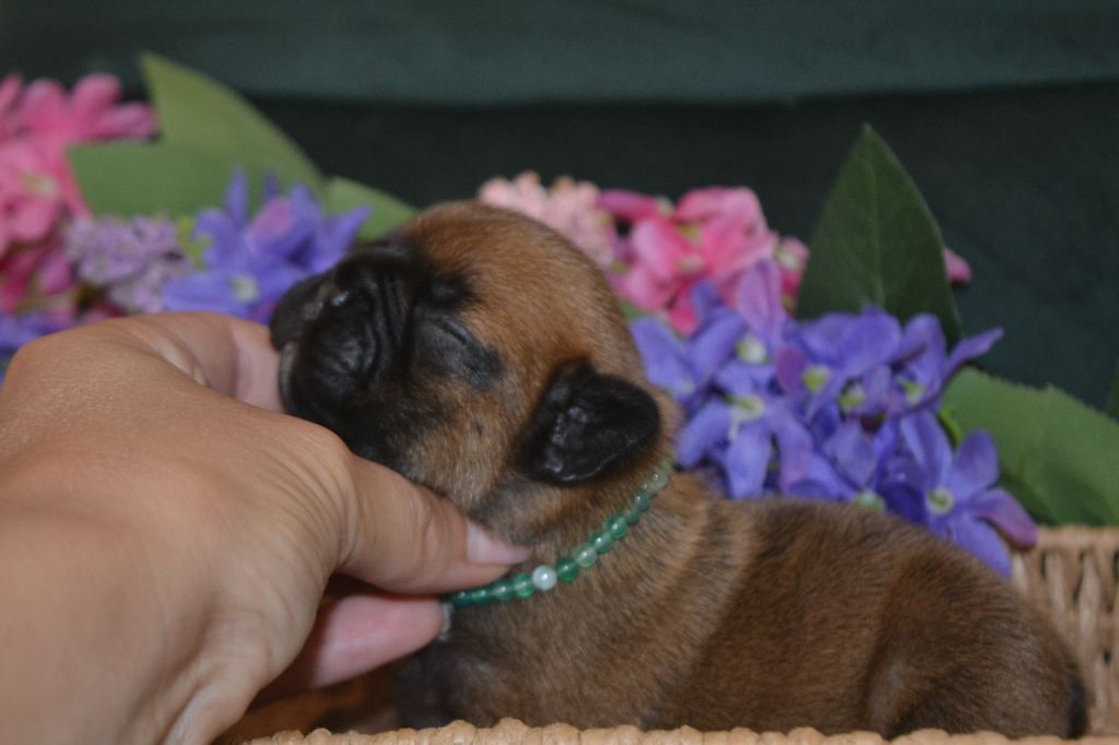De La Cour De Mimali - Chiots disponibles - Bouledogue français