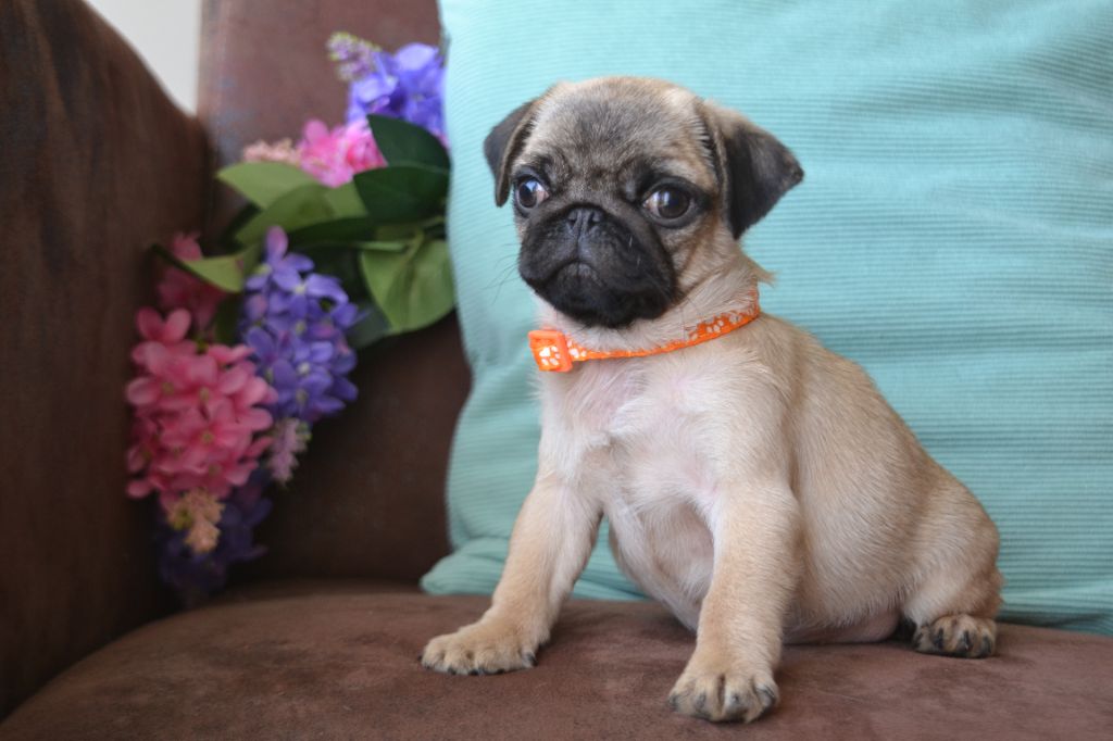 De La Cour De Mimali - Chiots disponibles - Carlin