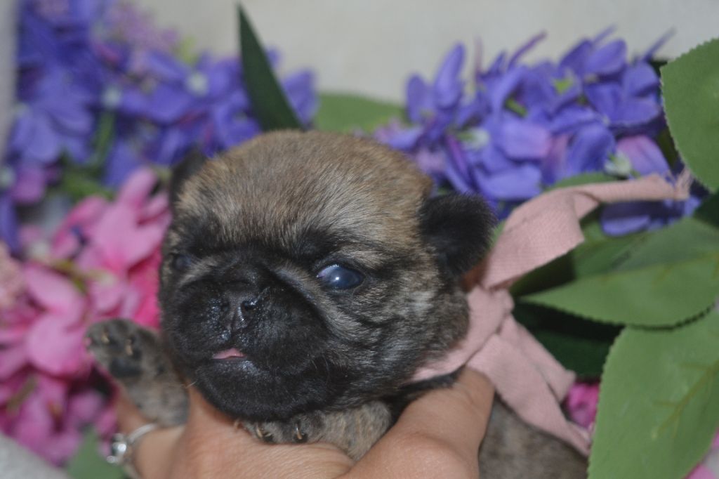 De La Cour De Mimali - Chiots disponibles - Carlin